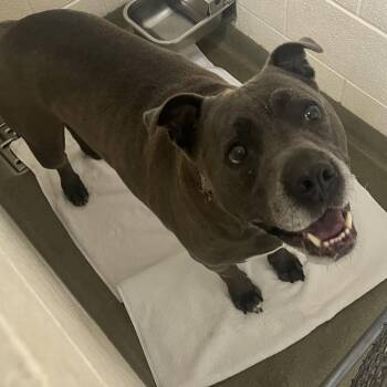 71559 -  Pit Bull Terrier Dog for Adoption in Harrisonburg, Virginia - 71559 | PetCurious