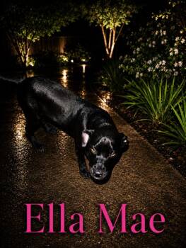 Rat Terrier Dogs Available for Adoption in Zimmerman, Minnesota - Ella Mae | PetCurious