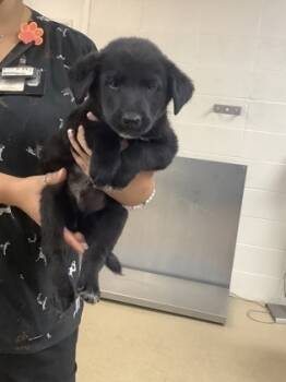 Rescue Labrador Retriever and Mixed Breed Dogs for Adoption in Fort Worth, Texas - 4 | PetCurious