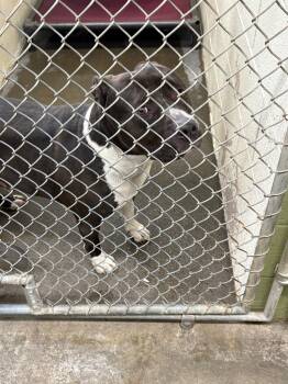 Lincoln -  Pit Bull Terrier Dog for Adoption in St. Helens, Oregon - Lincoln | PetCurious