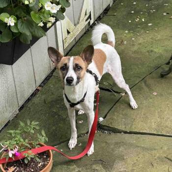 Danie -  Rat Terrier and Chihuahua Dog for Adoption in Morristown, New Jersey - Danie | PetCurious