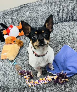 Rescue Chihuahua and Rat Terrier Dogs for Adoption in Council Bluffs, Iowa - David | PetCurious