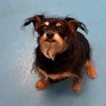 Vinnie -  Terrier and Australian Shepherd Dog for Adoption in Muskegon, Michigan - Vinnie | PetCurious