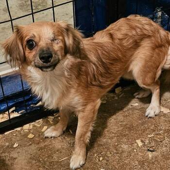 Bella-rina Available 9/26_3 -  Chihuahua Dog for Adoption in Loves Park, Illinois - Bella-rina Available 9/26_3 | PetCurious