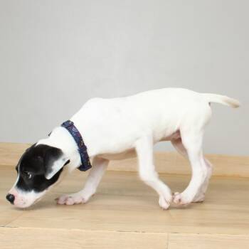 Froggie D69787 -  Terrier and Mixed Breed Dog for Adoption in Minnetonka, Minnesota - Froggie D69787 | PetCurious
