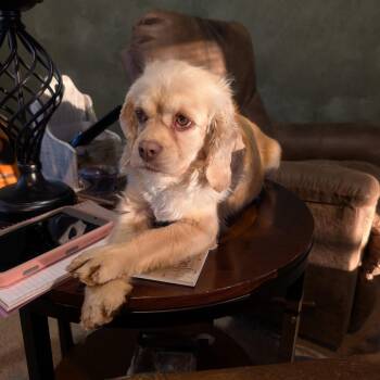 Annie -  Cocker Spaniel and Mixed Breed Dog for Adoption in Bismarck, North Dakota - Annie | PetCurious