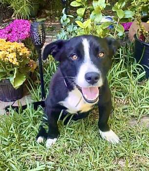 Shorty Video -  Corgi and Shepherd Dog for Adoption in Pasadena, California - Shorty Video | PetCurious
