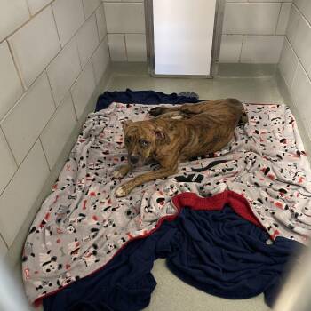 Hyena -  Catahoula Leopard Dog and Boxer Dog for Adoption in Abilene, Texas - Hyena | PetCurious