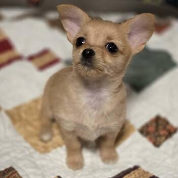 Rescue Chihuahua Dogs for Adoption in West Richland, Washington - Windy | PetCurious