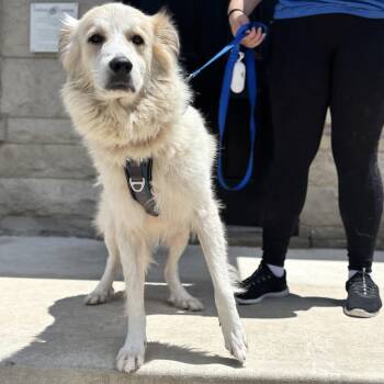 Malt -  Great Pyrenees Dog for Adoption in Chicago, Illinois - Malt | PetCurious