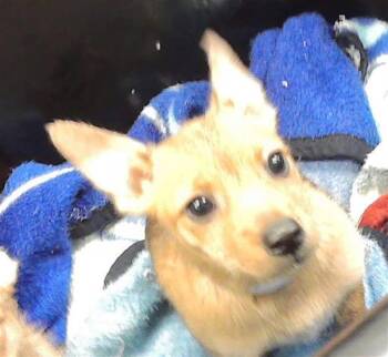 Chihuahua and Mixed Breed Dogs Available for Adoption in Houston, Texas - A2068861 | PetCurious