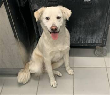 Labrador Retriever and Mixed Breed Dogs Available for Adoption in Corpus Christi, Texas - SNOWY | PetCurious