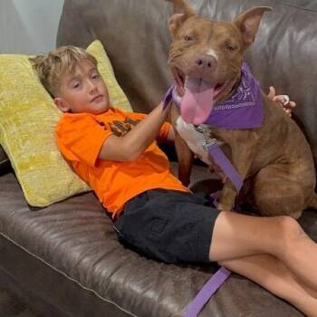 Rainbow Honey Sweet As Can Be -  American Staffordshire Terrier and Pit Bull Terrier Dog for Adoption in Friendswood, Texas - Rainbow Honey Sweet As Can Be | PetCurious