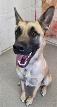 MOCHIANA -  German Shepherd Dog Dog for Adoption in San Bernardino, California - MOCHIANA | PetCurious