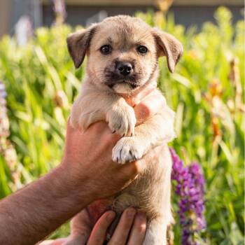 Buckwheat -  Mixed Breed Dog for Adoption in Jackson, Wyoming - Buckwheat | PetCurious