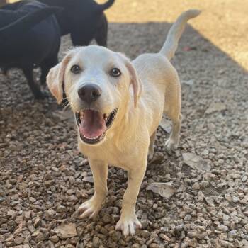 Labrador Retriever Dogs Available for Adoption - Zebra Cake | PetCurious