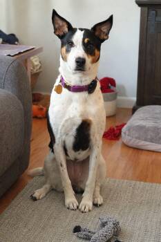 ARYA -  Australian Cattle Dog Blue Heeler and Border Collie Dog for Adoption in Branford, Connecticut - ARYA | PetCurious