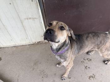 Willow -  Terrier Dog for Adoption in Pomeroy, Ohio - Willow | PetCurious