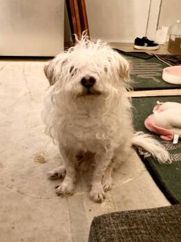Sky -  Chihuahua and Terrier Dog for Adoption in New York, New York - Sky | PetCurious