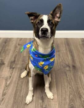 Border Collie Dogs Available for Adoption - Nova | PetCurious