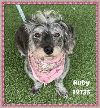 Poodle and Terrier Dogs Available for Adoption in Marietta, Georgia - RUBY | PetCurious