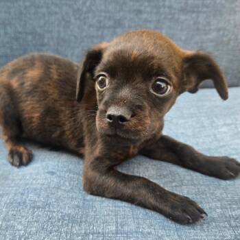 Chihuahua and French Bulldog Dogs Available for Adoption in Calimesa, California - Oakley | PetCurious