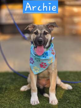 Archie -  German Shepherd Dog Dog for Adoption in Walthill, Nebraska - Archie | PetCurious