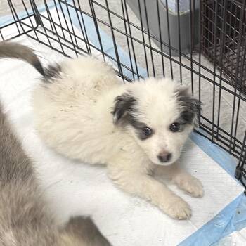 Great Pyrenees and Mixed Breed Dogs Available for Adoption in Livingston, Texas - Worcestershire | PetCurious