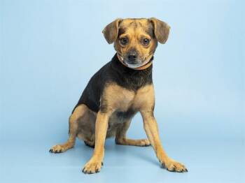 STANLEY -  Chihuahua Dog for Adoption in Phoenix, Arizona - STANLEY | PetCurious