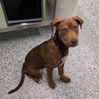 Bubba -  Terrier Dog Available for Adoption in Athens, Tennessee - Bubba | PetCurious