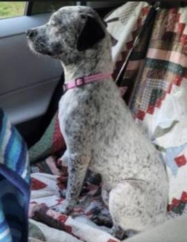 Brittany Spaniel mx - look for picture under MIMI -  Brittany Spaniel Dog for Adoption in Mount Laurel Township, New Jersey - Brittany Spaniel Mx - Look For Picture Under MIMI | PetCurious