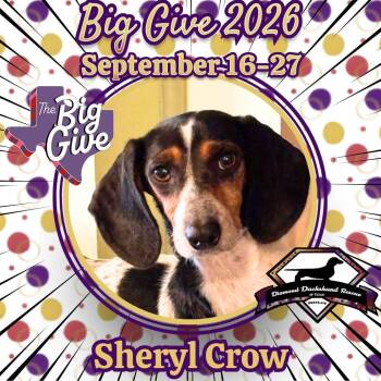 Sheryl Crow -  Dachshund Dog for Adoption in San Antonio, Texas - Sheryl Crow | PetCurious
