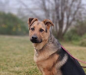 Ralph -  German Shepherd Dog and Terrier Dog for Adoption in Modesto, California - Ralph | PetCurious