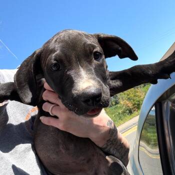 TX4175 Fifi -  Terrier and Mixed Breed Dog for Adoption in Port Washington, New York - TX4175 Fifi | PetCurious
