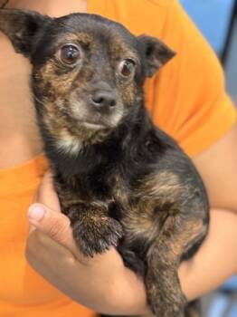 Mixed Breed Dogs Available for Adoption in Memphis, Tennessee - Coco Chanel | PetCurious