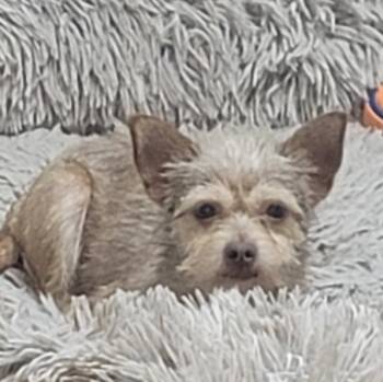 Terrier Dogs Available for Adoption in Magnolia, Texas - Minnie | PetCurious