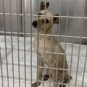 Mixed Breed Dogs Available for Adoption - Tom | PetCurious