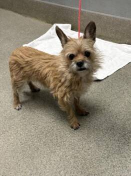 COCO -  Terrier Dog for Adoption in Las Vegas, Nevada - COCO | PetCurious