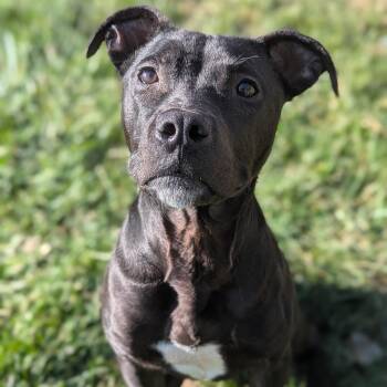 Rescue Mixed Breed Dogs for Adoption in Benton Harbor, Michigan - Beau | PetCurious