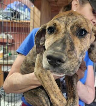 Great Dane and Mixed Breed Dogs Available for Adoption in Severance, Colorado - Jenessa | PetCurious