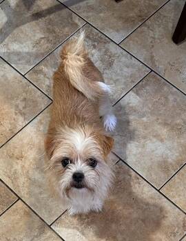 Trevi -  Terrier Dog for Adoption in Marlboro Township, New Jersey - Trevi | PetCurious