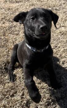 Black Labrador Retriever Dogs Available for Adoption - Pickles | PetCurious