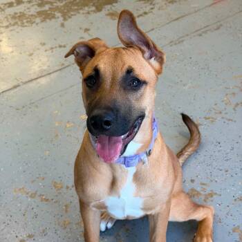 Calypso -  German Shepherd Dog Dog for Adoption in Martinsville, Indiana - Calypso | PetCurious