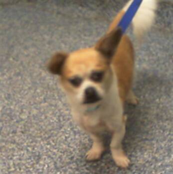 A1268973 -  Chihuahua and Mixed Breed Dog for Adoption in Charlotte, North Carolina - A1268973 | PetCurious