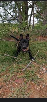 Jett -  Pit Bull Terrier Dog for Adoption in Mabank, Texas - Jett | PetCurious