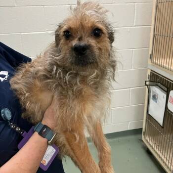 "Stormi" -  Jack Russell Terrier and Cairn Terrier Dog for Adoption in Lyndhurst, Virginia - "Stormi" | PetCurious