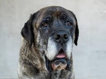 Porkchop -  Mixed Breed Dog for Adoption in Longmont, Colorado - Porkchop | PetCurious