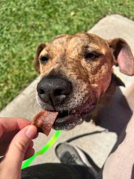 Coco -  Pit Bull Terrier Dog for Adoption in Elk Grove, California - Coco | PetCurious