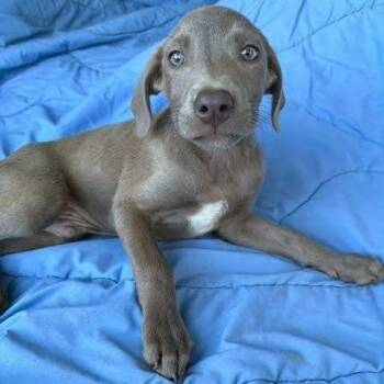 Dagrio -  Labrador Retriever and Mixed Breed Dog for Adoption - Dagrio | PetCurious