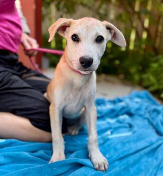 Medina -  Mixed Breed Dog for Adoption in Ellijay, Georgia - Medina | PetCurious